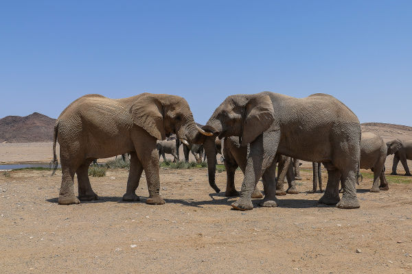 Titel NAMIBIA 2015